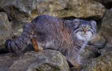 معرفی گربه پلاس