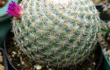 معرفی گیاه کاکتوس خورشیدی