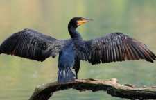 باکلان از پرندگان بزرگ آبزی