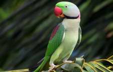 طوطی سخنگوی شاه طوطی