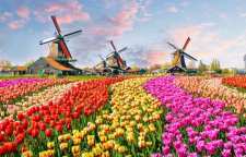 جشنواره گل کوکنهوف هلند مشهورترین جشنواره گل لاله در جهان