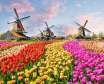 جشنواره گل کوکنهوف هلند مشهورترین جشنواره گل لاله در جهان