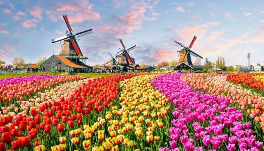 جشنواره گل کوکنهوف هلند مشهورترین جشنواره گل لاله در جهان