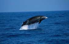 نهنگ قاتل کوتوله