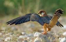 شاهین پا سرخ