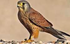 علت بلعیدن سنگ ریزه در پرندگان