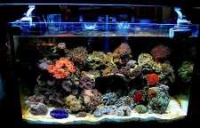 خطاهای رایج تازه کارها در نگهداری از آکواریوم