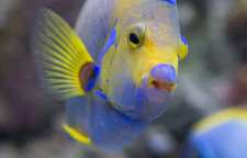 ماهی نادری به نام اوباما