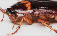 چگونگی تولید مثل سوسک یکی از چندش آورترین حیوانات خانگی