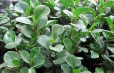 نکات مهم نگهداری گیاه برگ قاشقی در خانه