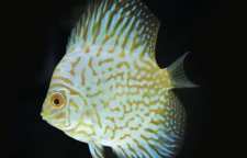 دیسکس ماهی ها