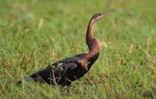 باکلان مار گردن