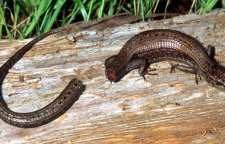 علت جدا شدن دم مارمولک