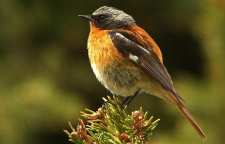 دم سرخ پشت بلوطی