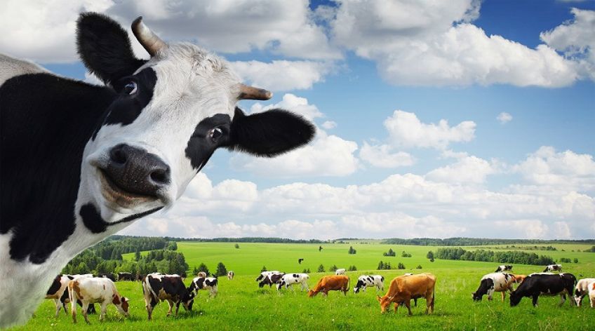 گاو شیری نوعی حیوان خانگی مفید در زندگی انسان ها