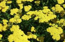 با خواص گیاه بومادران آشنا شویم