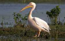 پلیکان سفید