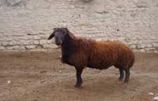 گوسفند افشار گونه ای از گوسفند ایرانی