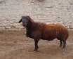 گوسفند افشار گونه ای از گوسفند ایرانی