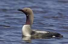 غواص گلو سیاه