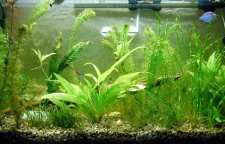 لزوم وجود گیاهان آبزی در آکواریوم