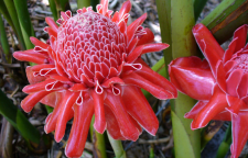 آشنایی با پرورش گل زنجبیلی