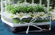 آموزش کاشت سبزه مخصوص عید نوروز