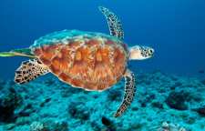 لاک پشت سبز