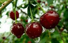 خواص درمانی و موارد مصرف آلبالو