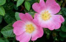 آیا می دانید گل نسترن 20 برابر لیمو ویتامین c دارد