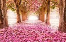 شعری زیبا در مورد بهار از اشعار فخرالدین اسعد گرگانی شاعر قرن پنجم