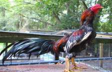 خروس لاری گونه ای جنگ جو از خروس ها