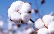 داستان و کاربرد ضرب المثل پنبه اش را زدند