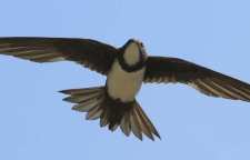 پرستوی شکم سفید