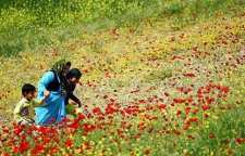 آداب و رسوم روستای چرمله علیا شهرستان سنقر استان کرمانشاه