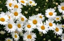 آموزش پرورش گل مینا