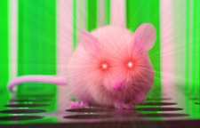 دانشمندان چینی به موش ها بینایی فروسرخ دادند