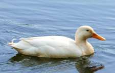 علت شناور ماندن اردک گونه ای حیوان خانگی