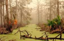 شعر مرداب از مهدی اخوان ثالث شاعر معاصر