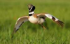 آشنایی با پرنده زنگوله بال