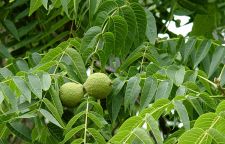 درخت گردو مهریه دختران شهمیرزاد استان سمنان