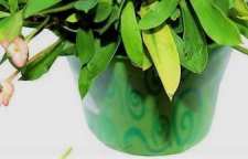 بیماری گیاهان خانگی