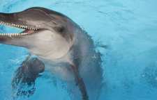 دلفین دندان ناصاف