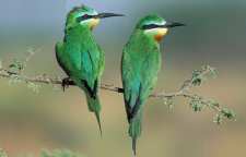 زنبور خوار گلو خرمایی