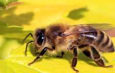 زنبور عسل حیوان خانگی مفید و زیست آن