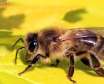 زنبور عسل حیوان خانگی مفید و زیست آن