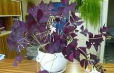 نحوه کاشت گل اکسالیس