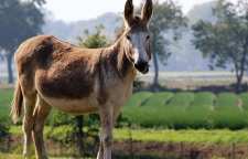 داستان و کاربرد ضرب المثل خر ما از کره گی دم نداشت