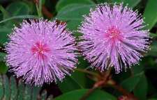 آموزش نگهداری گل قهر و آشتی