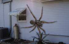 غول پیکر ترین عنکبوت را بشناسید